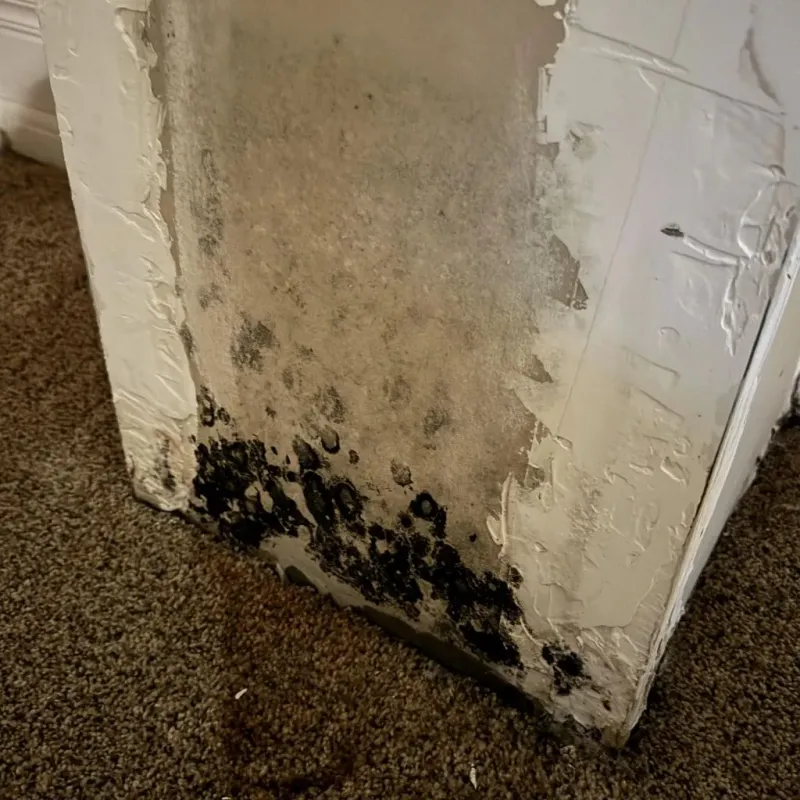 Professional Mold Removal in Cloverdale, CA